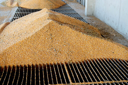 057_Gram_Getreide_Staub